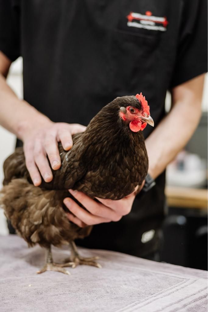 A Man is Holding a Brown Chicken in His Hands — Westlakes Veterinary Hospital in Fennell Bay, NSW