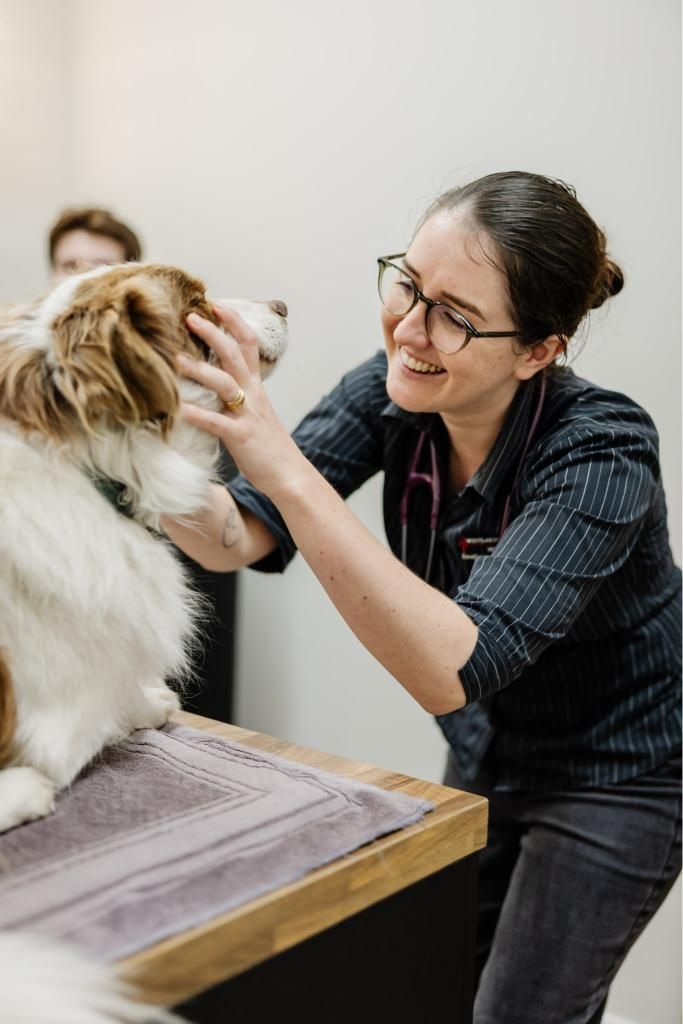 A Female Veterinarian is Examining a Brown and White Dog — Westlakes Veterinary Hospital in Fennell Bay, NSW