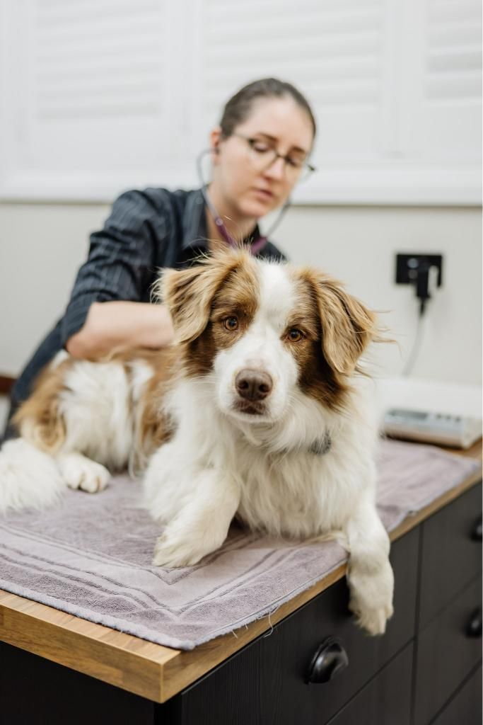 A Brown and White Dog is Laying on a Table While a Veterinarian Examines It — Westlakes Veterinary Hospital in Fennell Bay, NSW