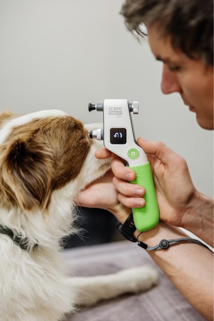 A Man is Examining a Dog 's Eye With a Device — Westlakes Veterinary Hospital in Fennell Bay, NSW
