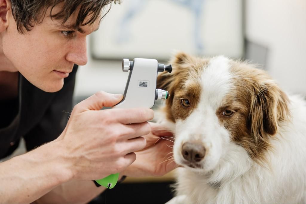 A Man is Examining the Ears of a Brown and White Dog — Westlakes Veterinary Hospital in Fennell Bay, NSW