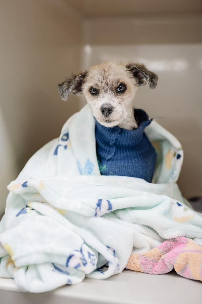 A Small Dog is Wrapped in a Blanket and Looking at the Camera — Westlakes Veterinary Hospital in Fennell Bay, NSW