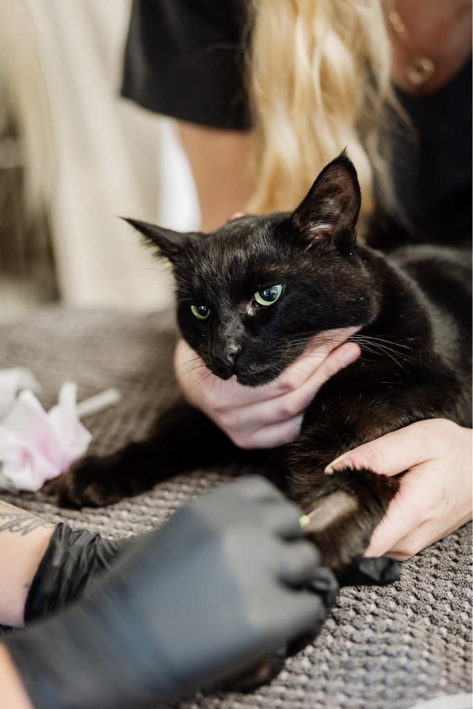 A Woman is Holding a Black Cat in Her Arms — Westlakes Veterinary Hospital in Fennell Bay, NSW