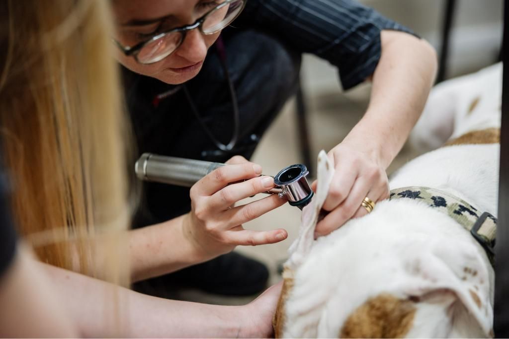 A Woman is Examining a Dogs Ear — Westlakes Veterinary Hospital in Fennell Bay, NSW