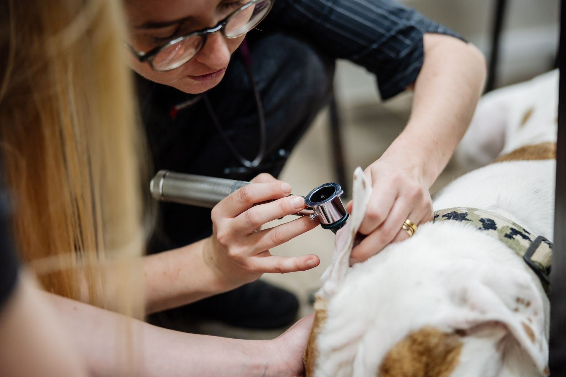 A Female Veterinarian Wearing a Mask and Stethoscope is Examining a Dog — Westlakes Veterinary Hospital in Fennell Bay, NSW