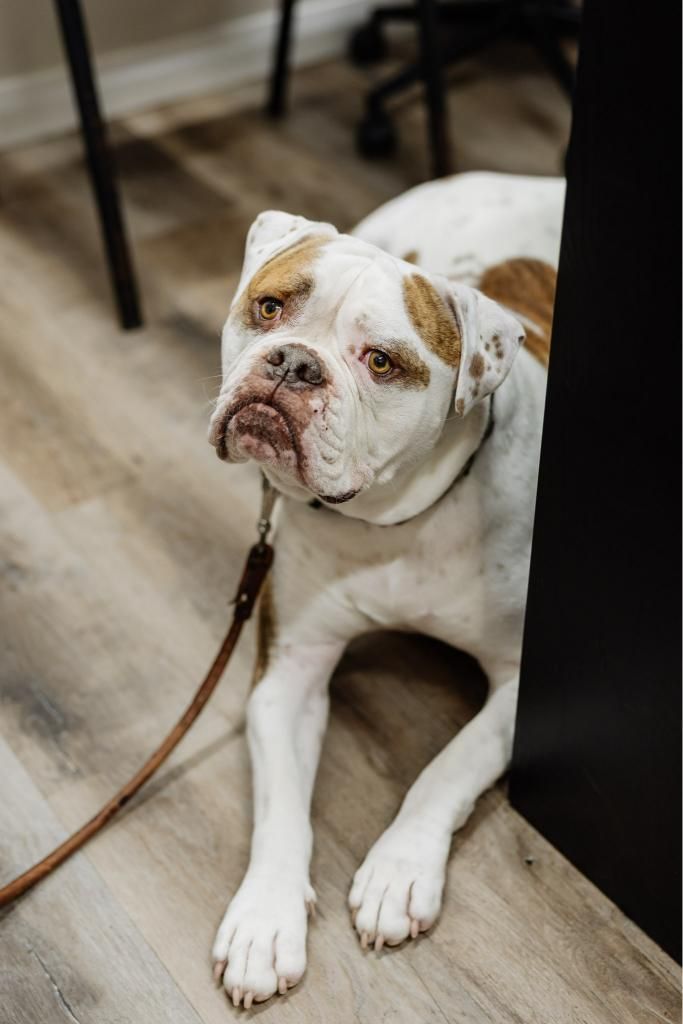 A White and Brown Dog is Laying on the Floor Next to a Table — Westlakes Veterinary Hospital in Fennell Bay, NSW