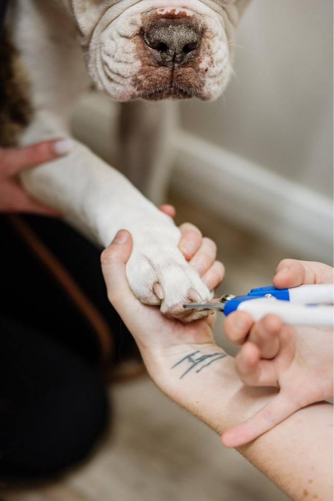 A Person is Cutting a Dog 's Nails With a Pair of Scissors — Westlakes Veterinary Hospital in Fennell Bay, NSW