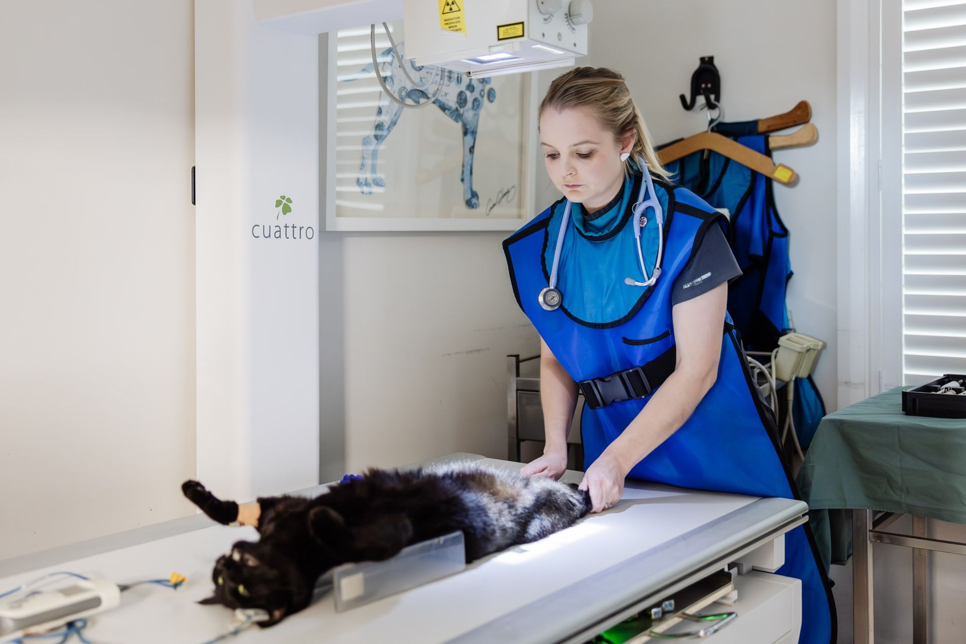 A Man is Using a Stethoscope to Listen to a Dog 's Heartbeat — Westlakes Veterinary Hospital in Fennell Bay, NSW