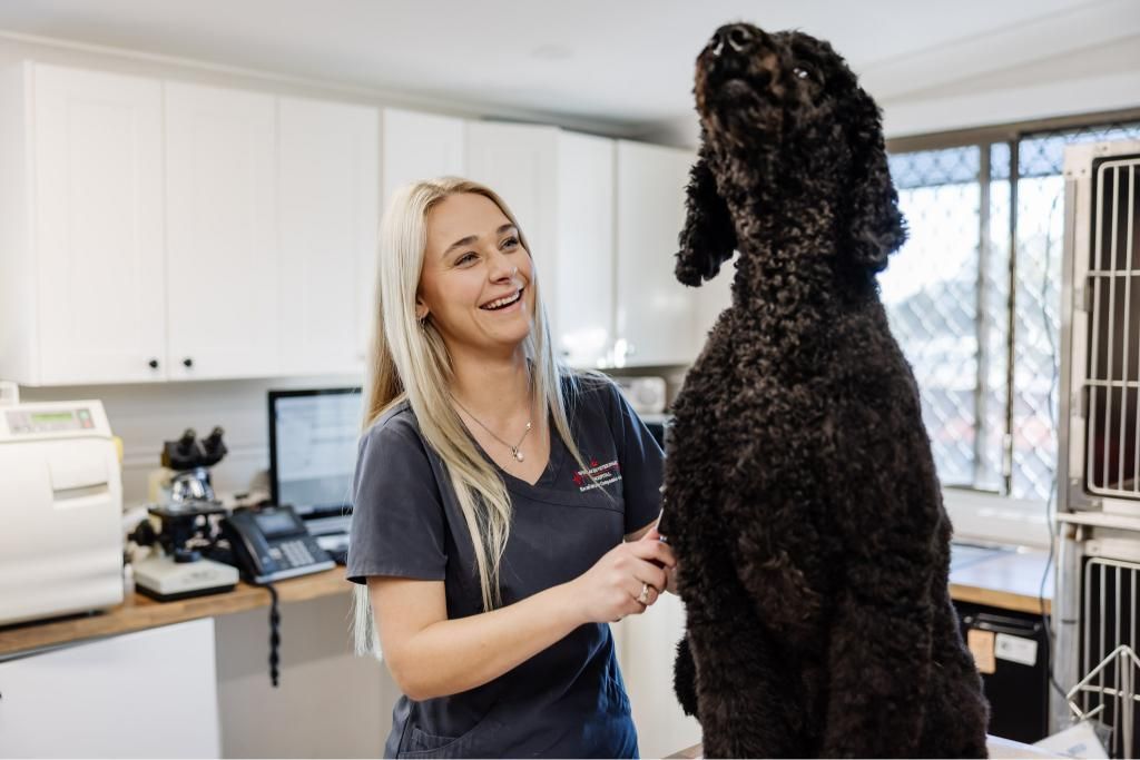 A Woman is Standing Next to a Large Black Dog in a Veterinary Clinic — Westlakes Veterinary Hospital in Fennell Bay, NSW