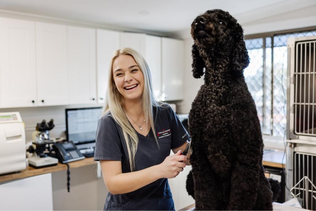 Woman grooming black poodle in veterinary clinic — Westlakes Veterinary Hospital in Fennell Bay, NSW