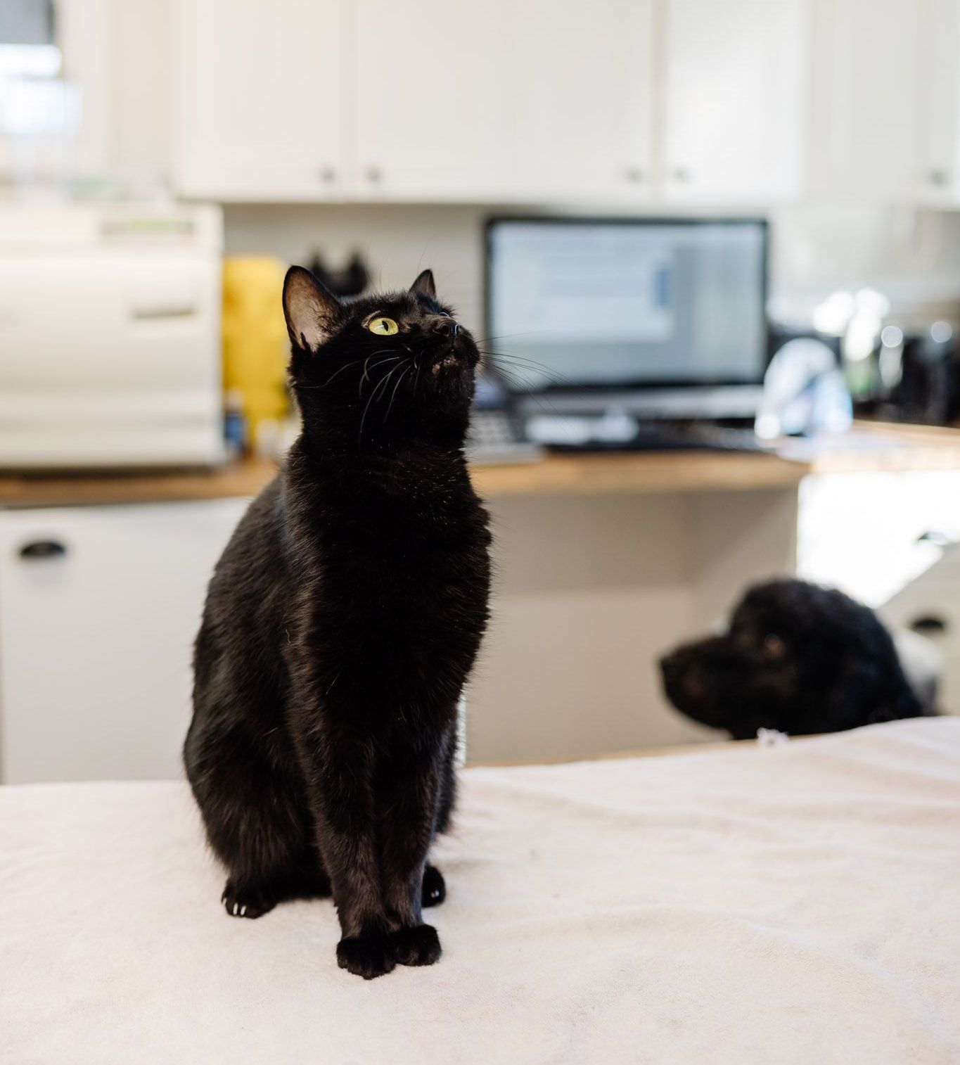A black and white drawing of a cat wearing a collar — Westlakes Veterinary Hospital in Fennell Bay, NSW