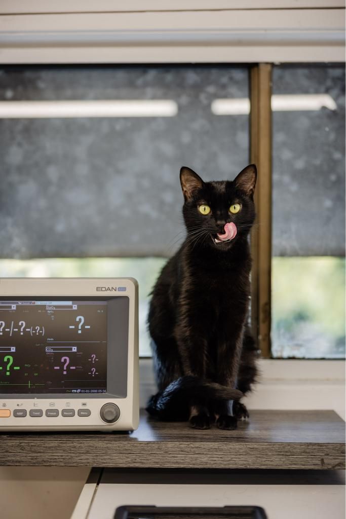 A Black Cat is Sitting on a Shelf Next to a Monitor — Westlakes Veterinary Hospital in Fennell Bay, NSW