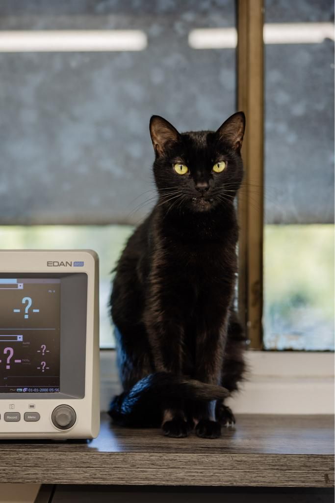 A Black Cat is Sitting on a Counter Next to a Monitor — Westlakes Veterinary Hospital in Fennell Bay, NSW