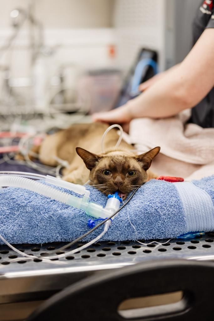 A Cat is Laying on a Blue Towel on a Table at a Veterinary Clinic — Westlakes Veterinary Hospital in Fennell Bay, NSW