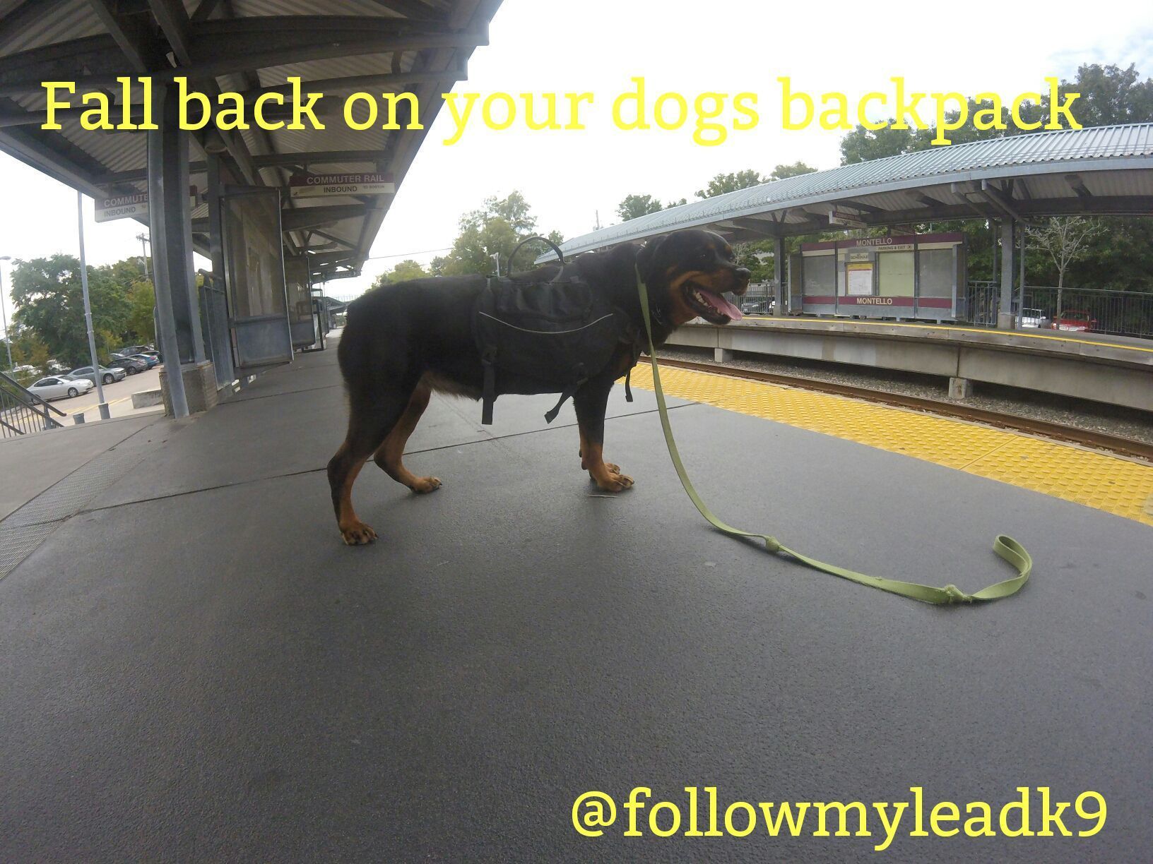 A Dog With Professional Trainer