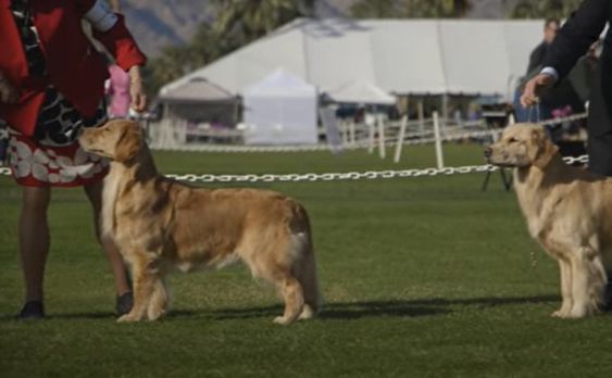 Golden Retrievers and their Owners