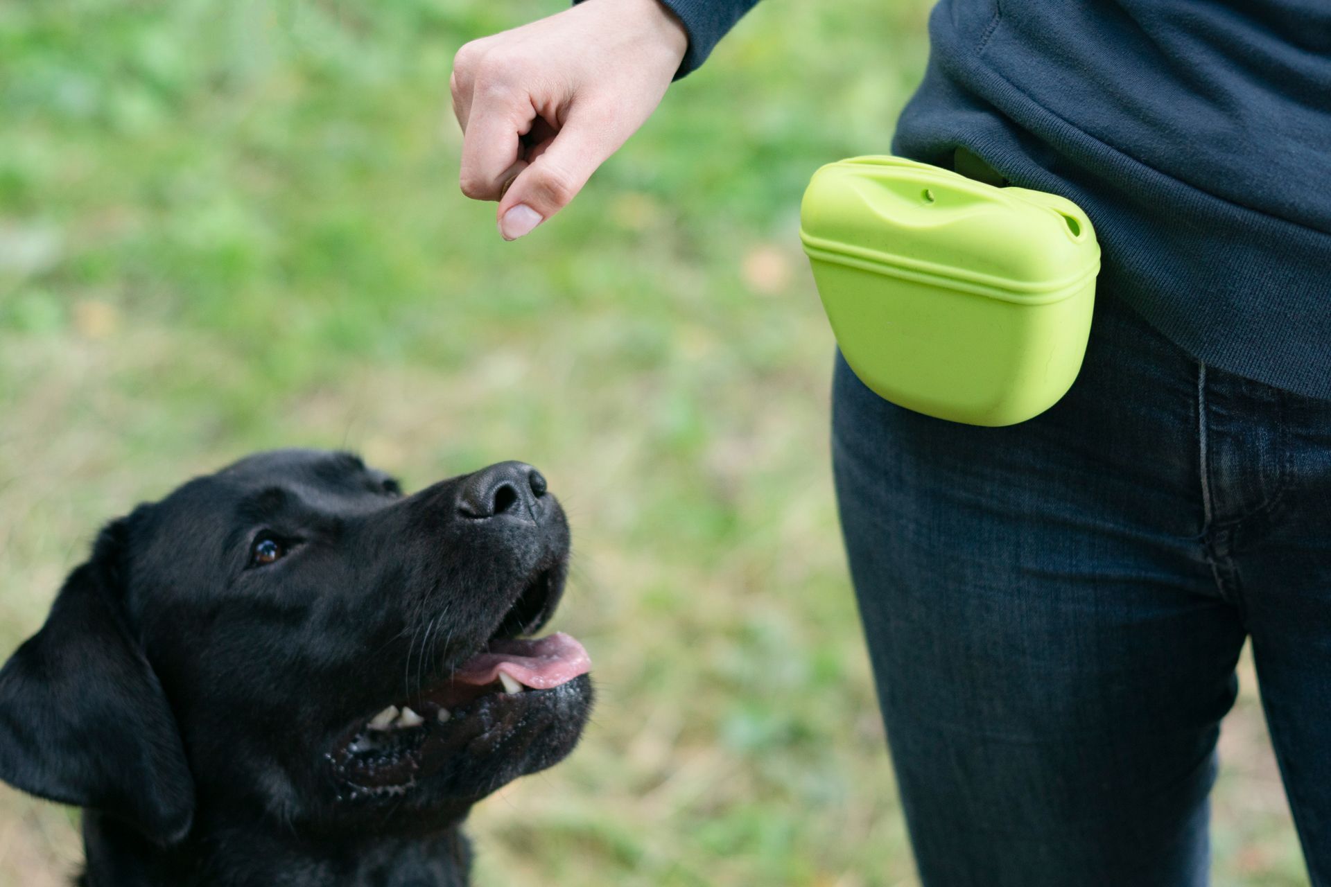 Professional Dog Trainer Teaching a Dog