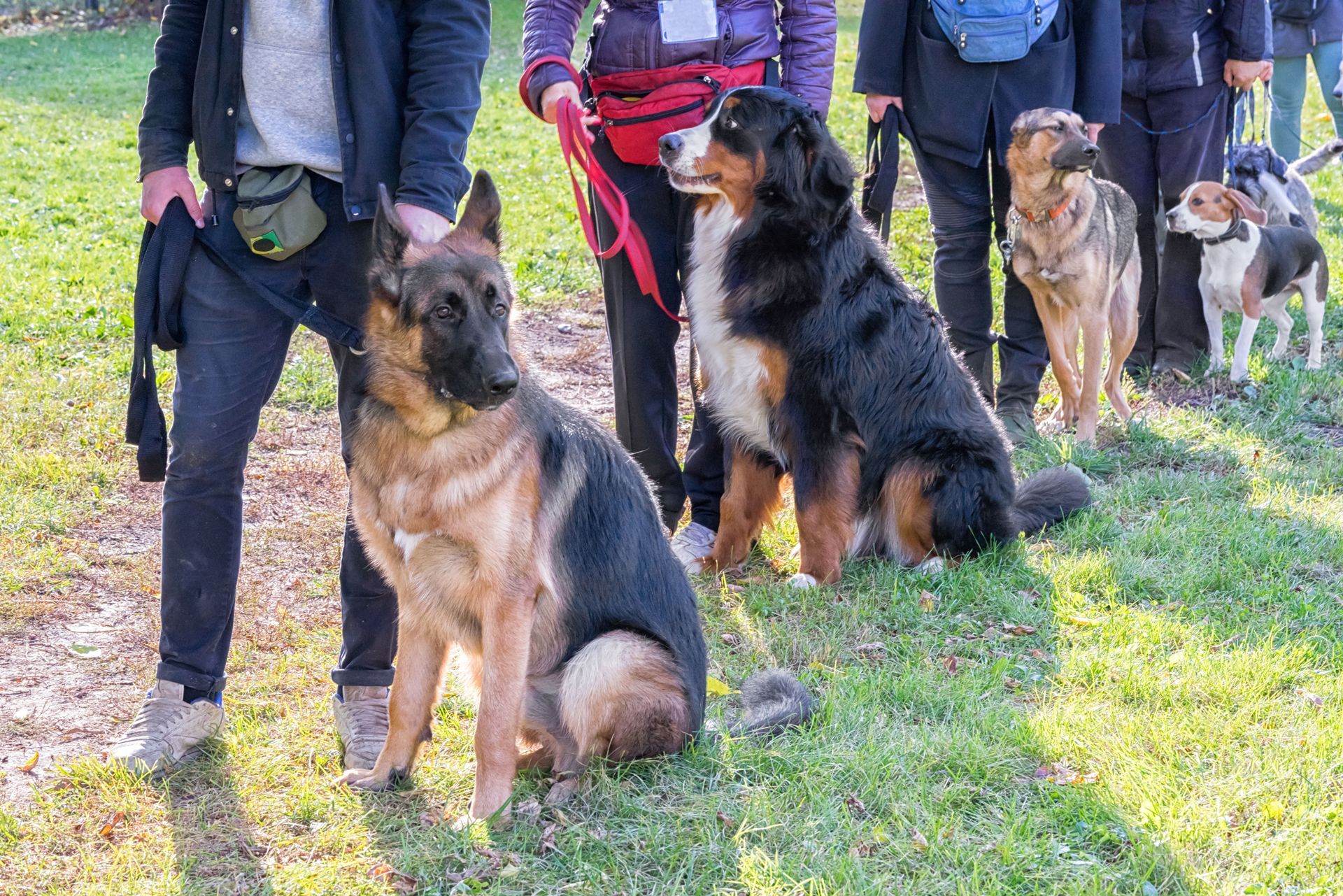 Owners With Their Dogs