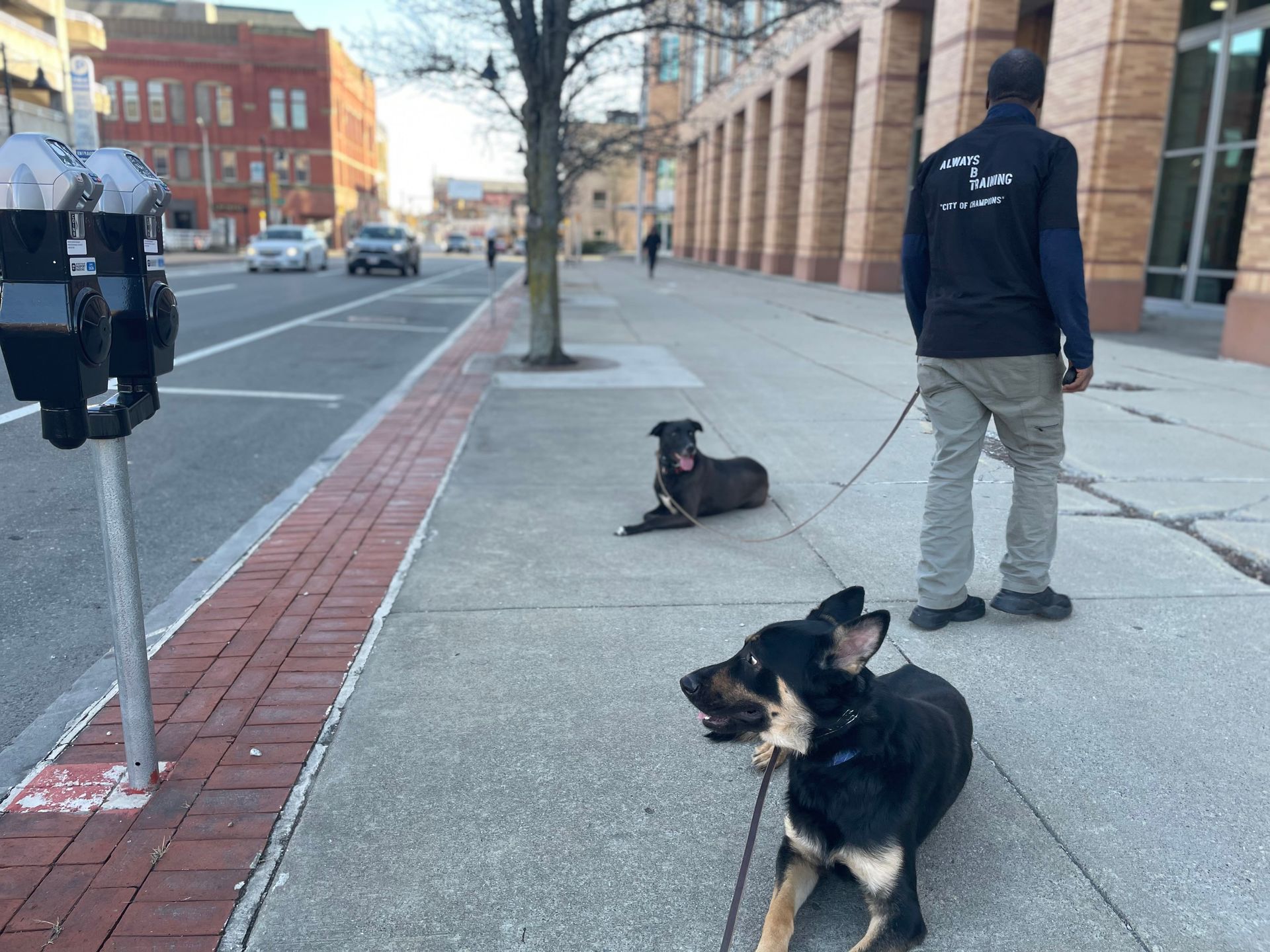 Owner With His Dogs