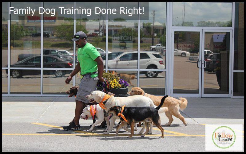 Dog Pack Walks