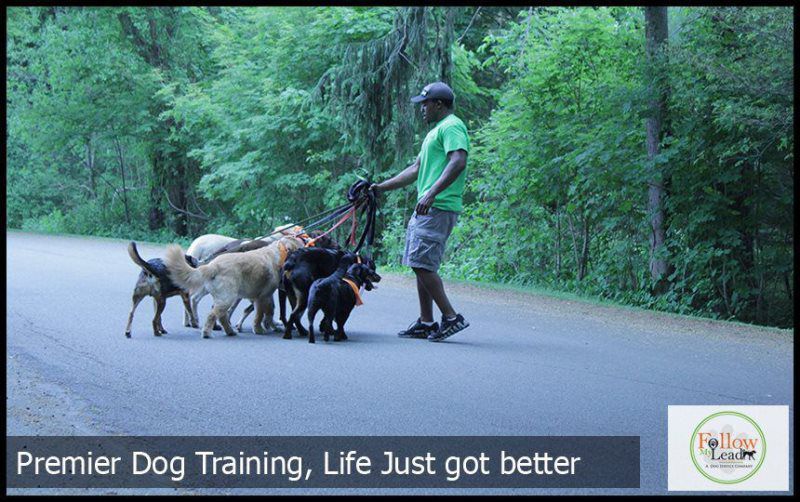 Professional Trainer With Dogs