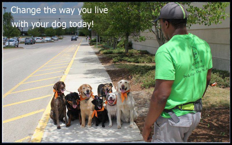 Professional Trainer Teaching Dogs