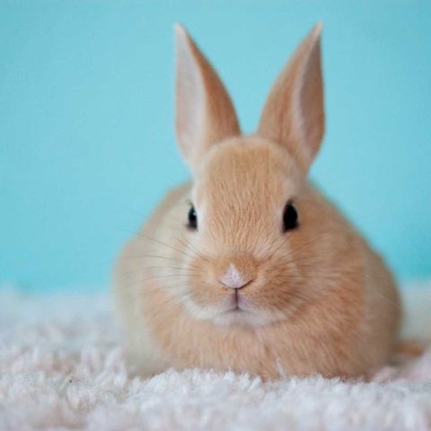 bunny rabbit portrait