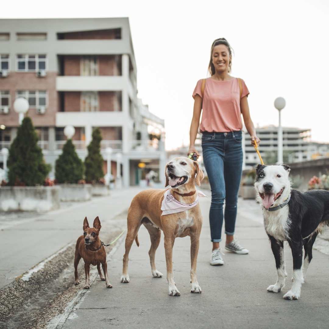 woman walking three dogs