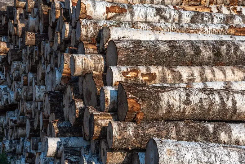 timber management