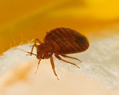 Bed Bugs — Bed Bugs Crawling in Harrisburg, PA