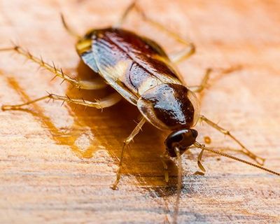 Exterminator Harrisburg Pa All American Termite Pest Control