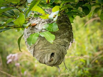 Hornets— Hornets Nest in Harrisburg, PA