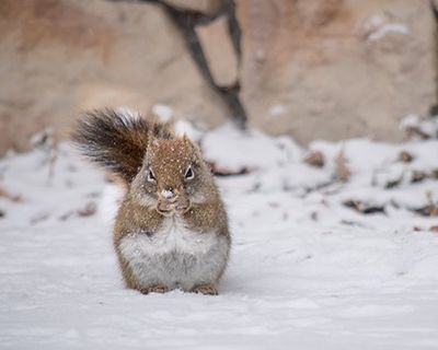 Squirrels — Squirrel in Snow  in Harrisburg, PA