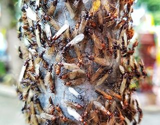 Termite Control — Termites Swarm in Harrisburg, PA