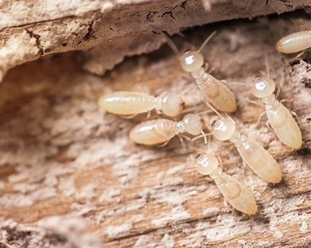 Termites — Wood Termites in Harrisburg, PA