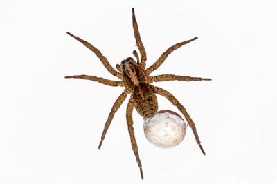 Spider— Crawling Bug Control in Harrisburg, PA