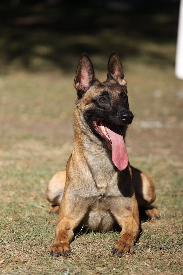 southern warrior k9