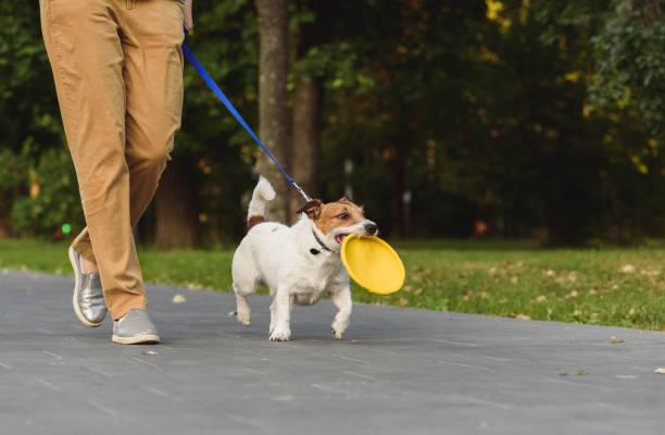 Playing with your dog is a great way to get their energy out! Learn more about the benefits of play.
