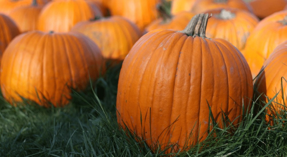 A bunch of pumpkins are sitting in the grass.