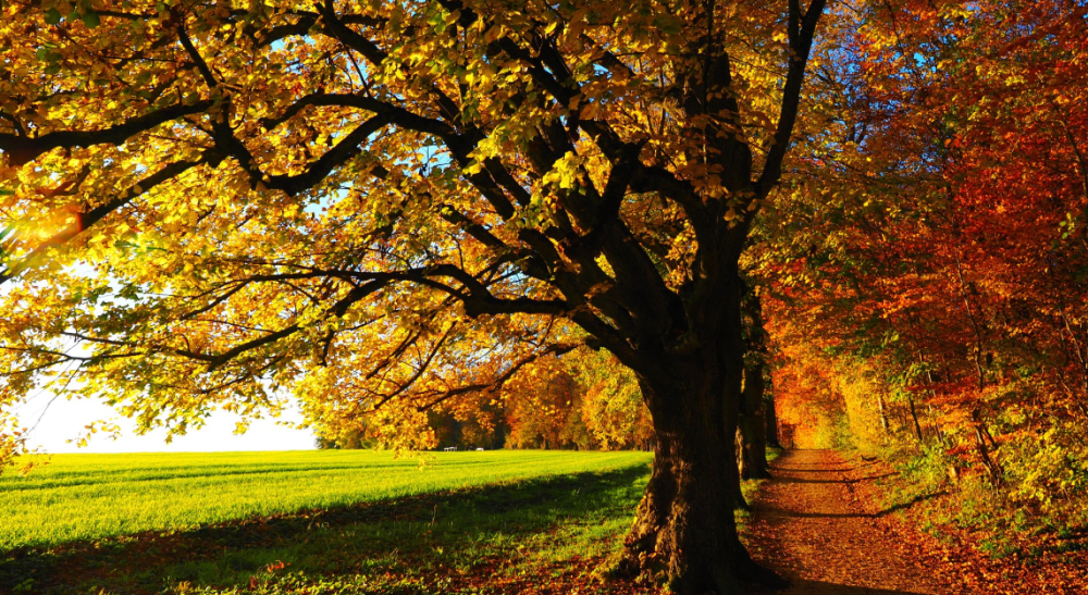 A tree with yellow leaves is in the middle of a field.