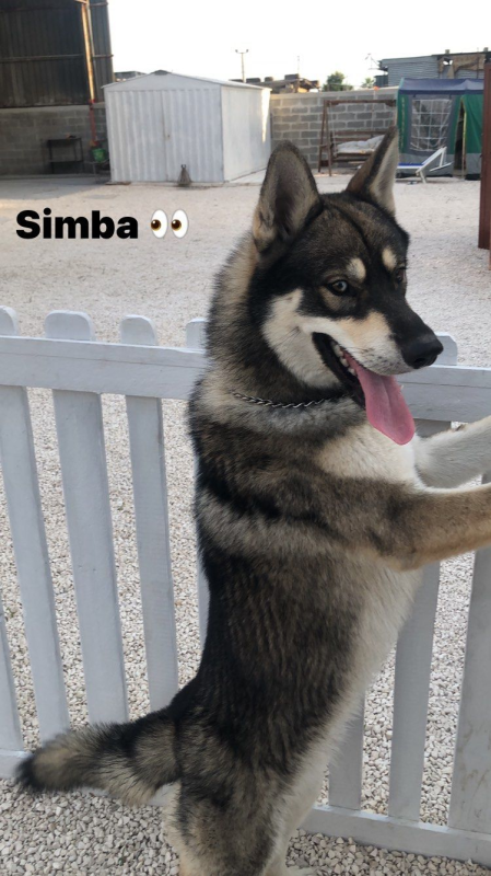 Un cane simile a un lupo di nome Simba è in piedi sulle zampe posteriori, con la lingua fuori, appoggiato a una staccionata bianca in un ambiente esterno.