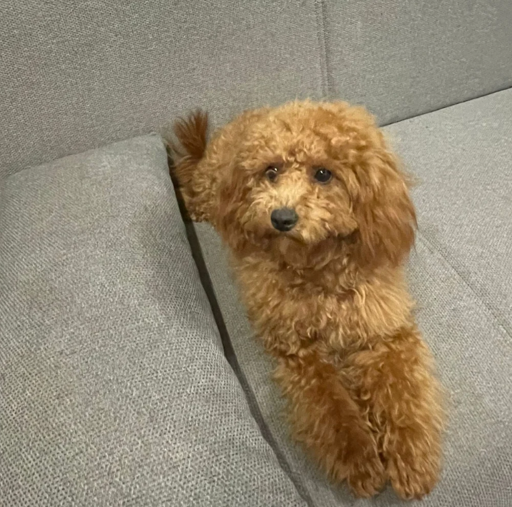 Barboncino marrone su un divano grigio, che guarda verso la telecamera.