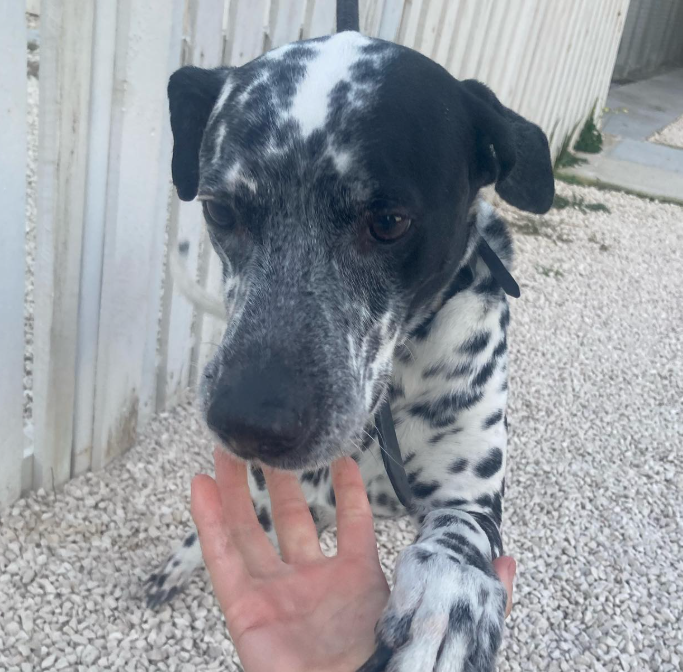 Cane maculato bianco e nero che allunga una zampa per toccare una mano; all'aperto.