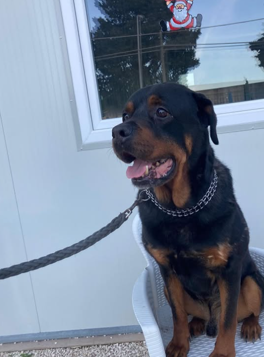 Un cane Rottweiler seduto su una sedia, con un collare a catena e un guinzaglio, vicino a una finestra con una decorazione di Babbo Natale.