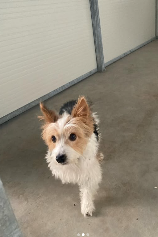 Piccolo cane con pelo marrone, nero e bianco, in piedi in casa, con lo sguardo rivolto verso l'alto.