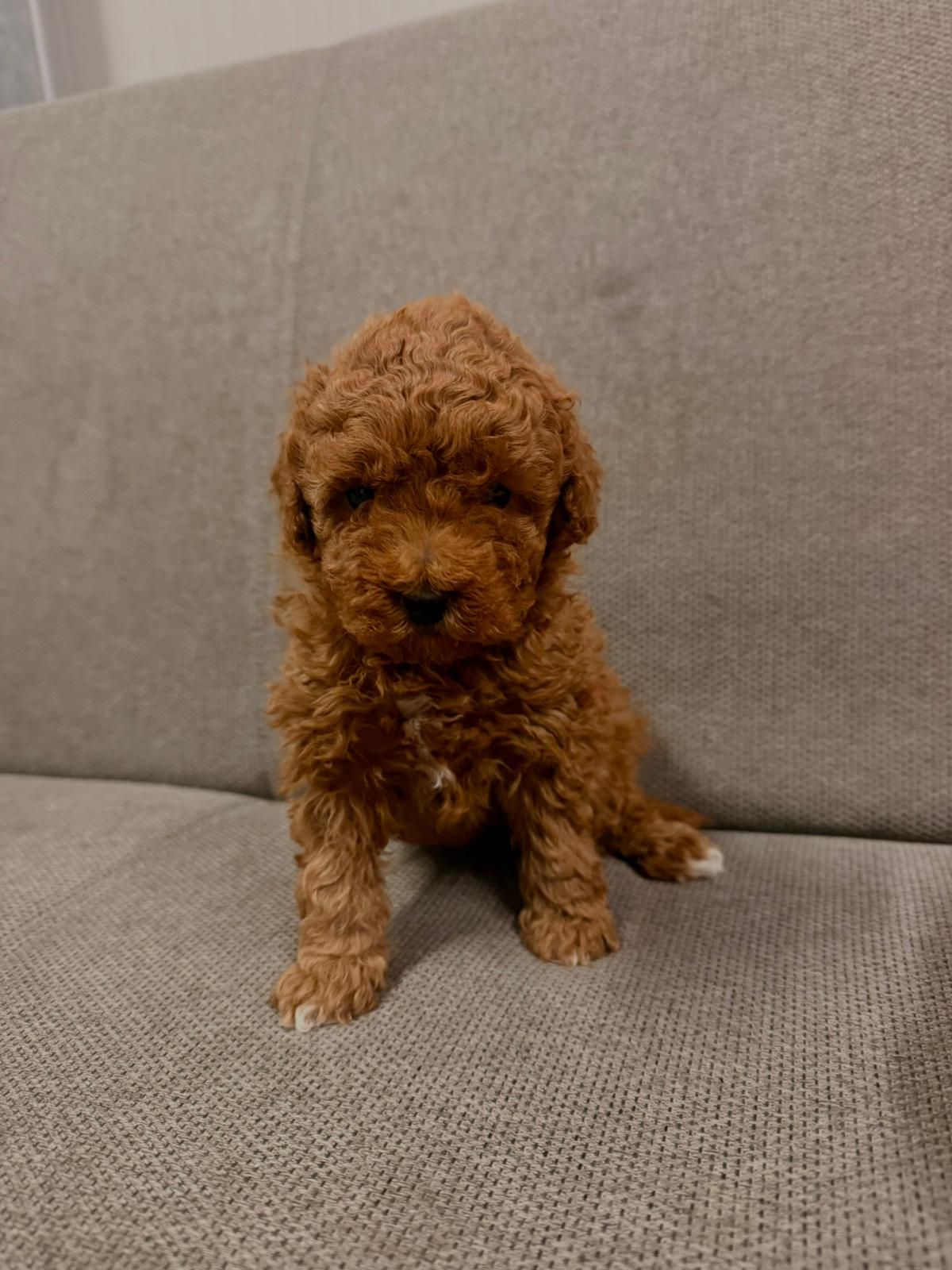 Cane marrone chiaro che guarda in alto con la lingua fuori, vicino a una ciotola di cibo. Impronte di zampe e icona a forma di cuore sopra.
