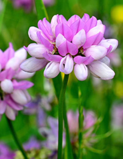 Maryann Grace Mcbride