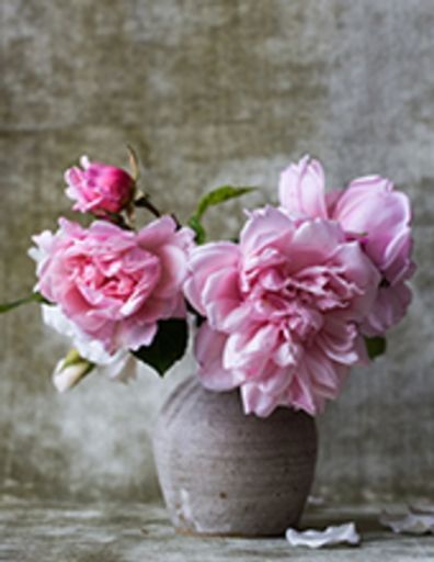 Diane Dowling Tardalo