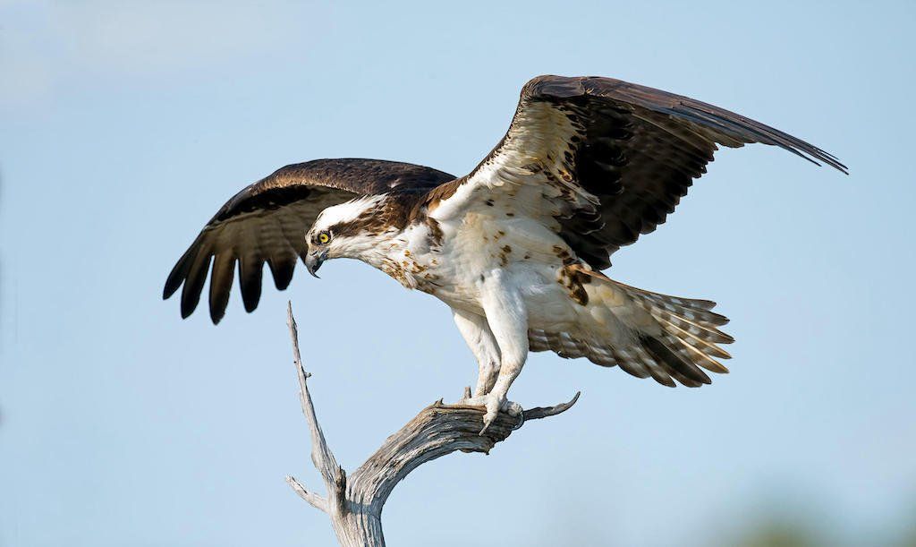 Ospreys in the Galloway Forest Park