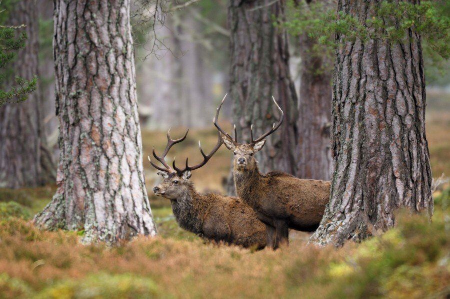 Red Deer at The Galloway Forest Park